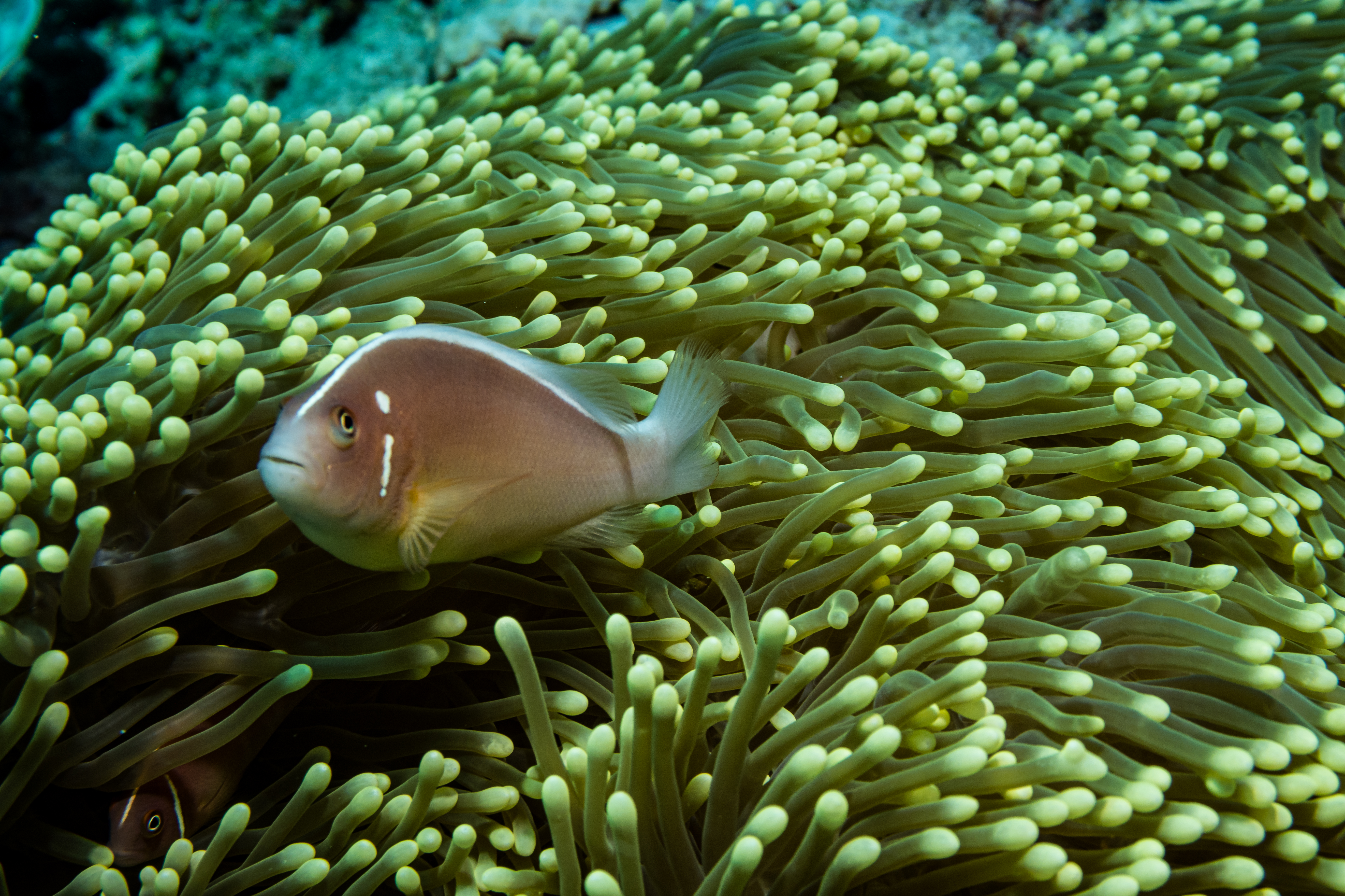 Pink Skunk Anemonefish
