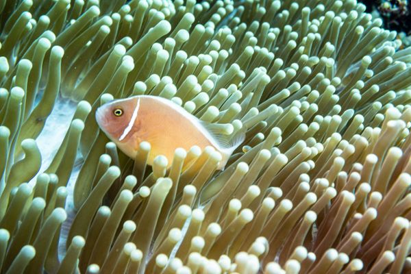 Pink Skunk Anemonefish - Photo 3