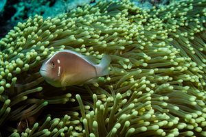 Pink Skunk Anemonefish