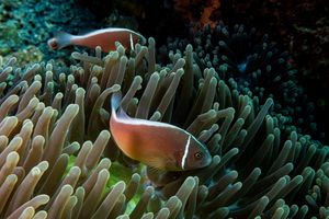 Pink Skunk Anemonefish