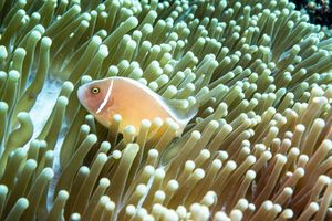 Pink Skunk Anemonefish