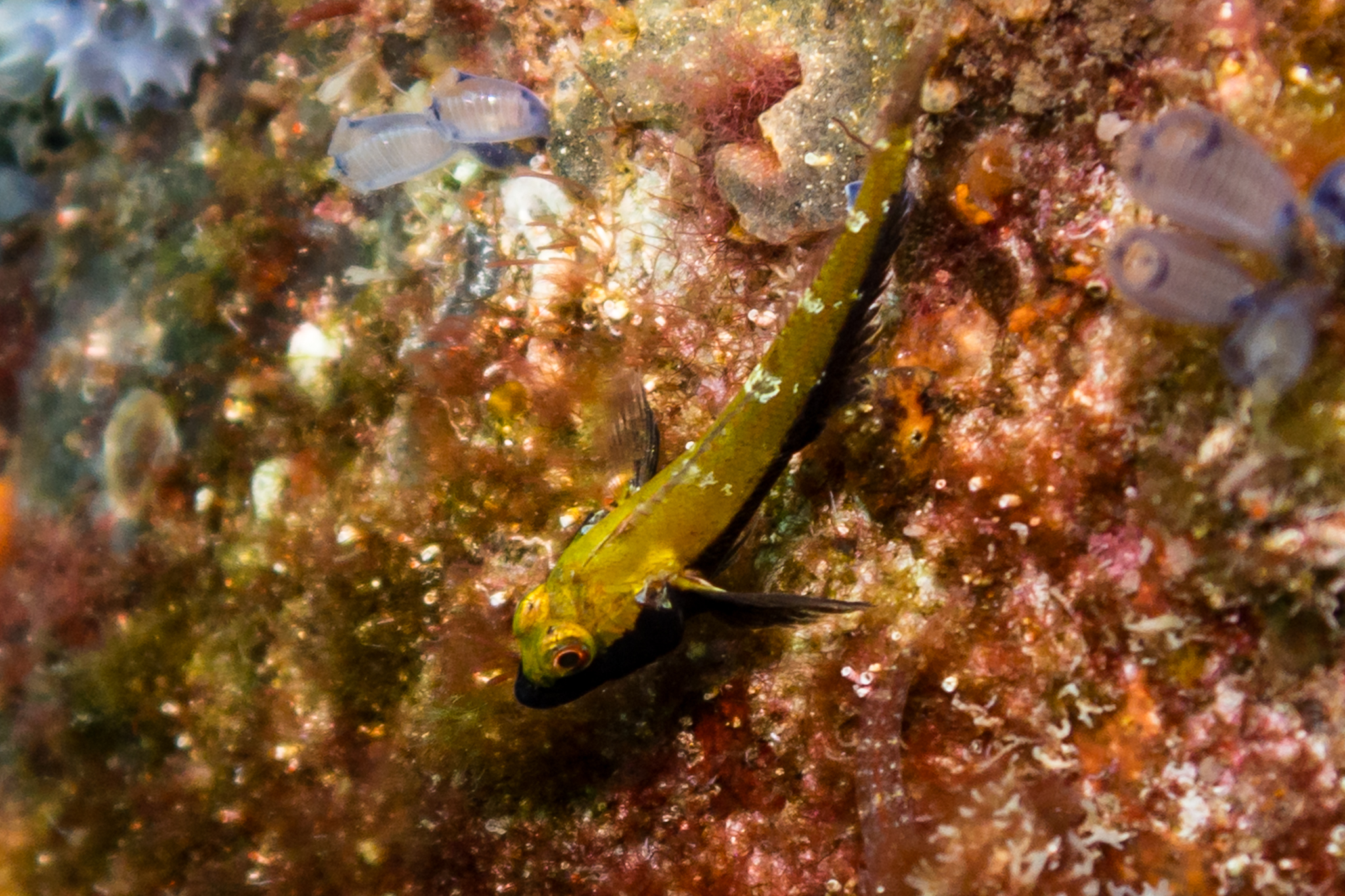 Blackthroat Threefin