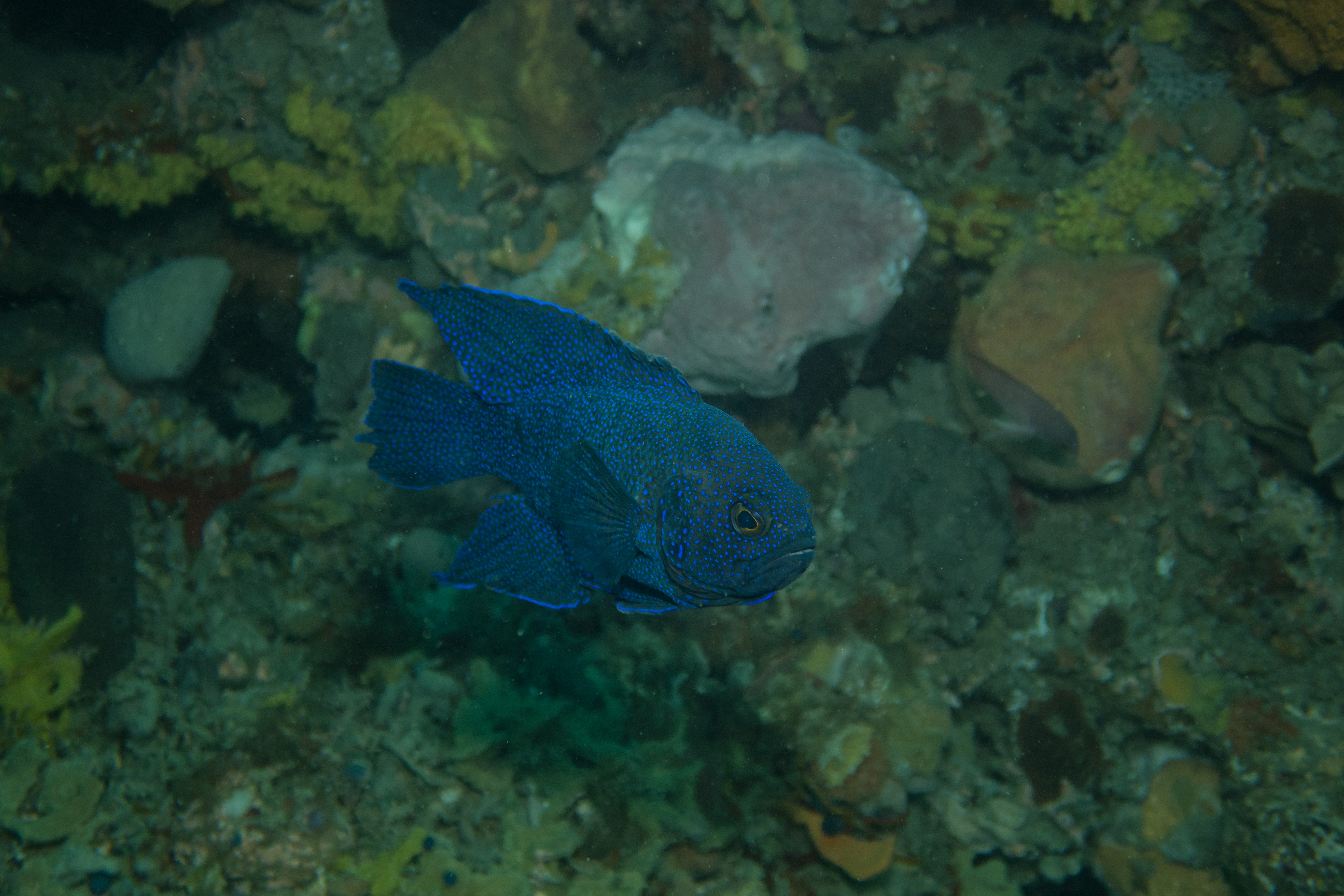 Southern Blue Devil