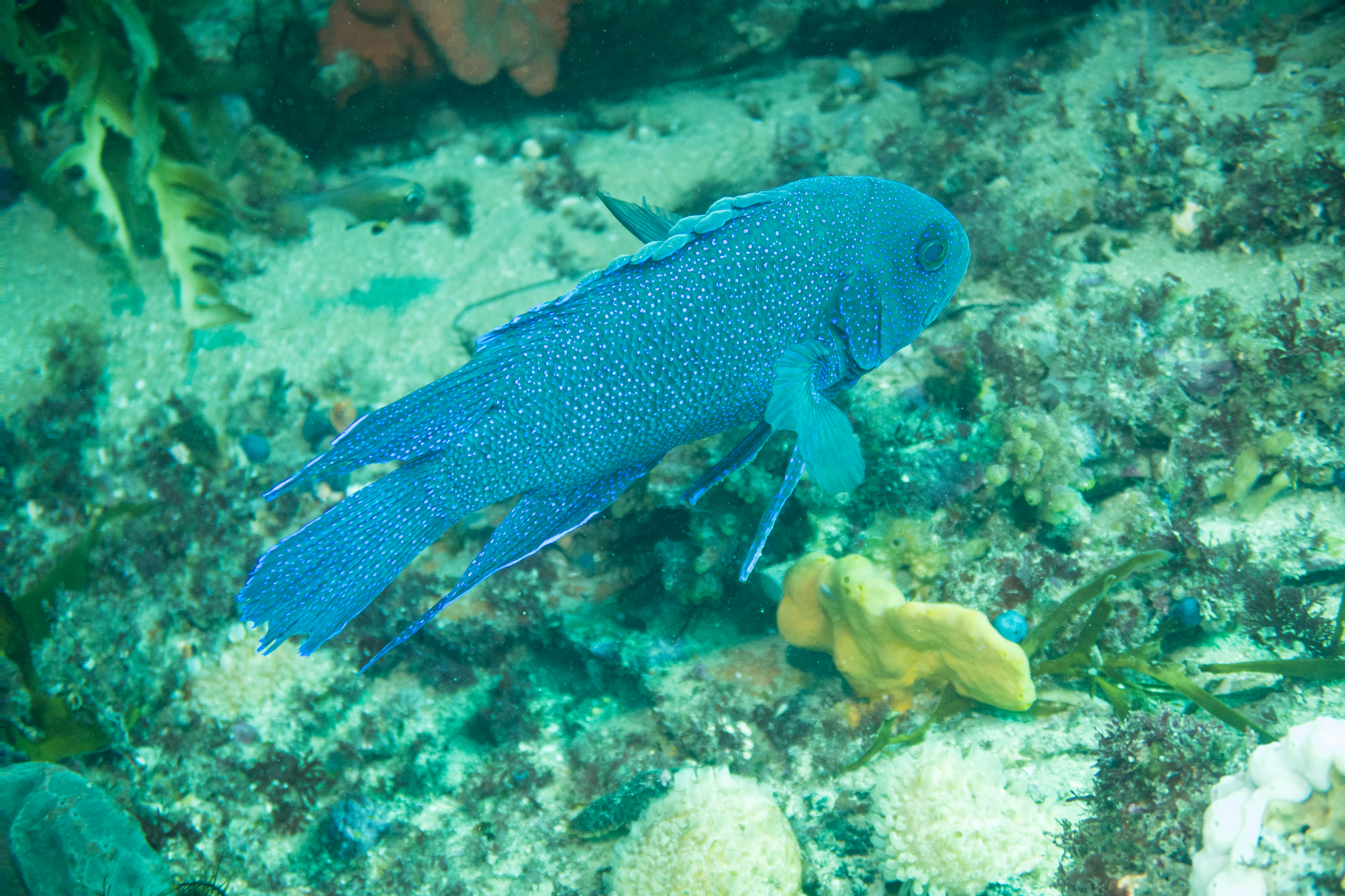 Southern Blue Devil