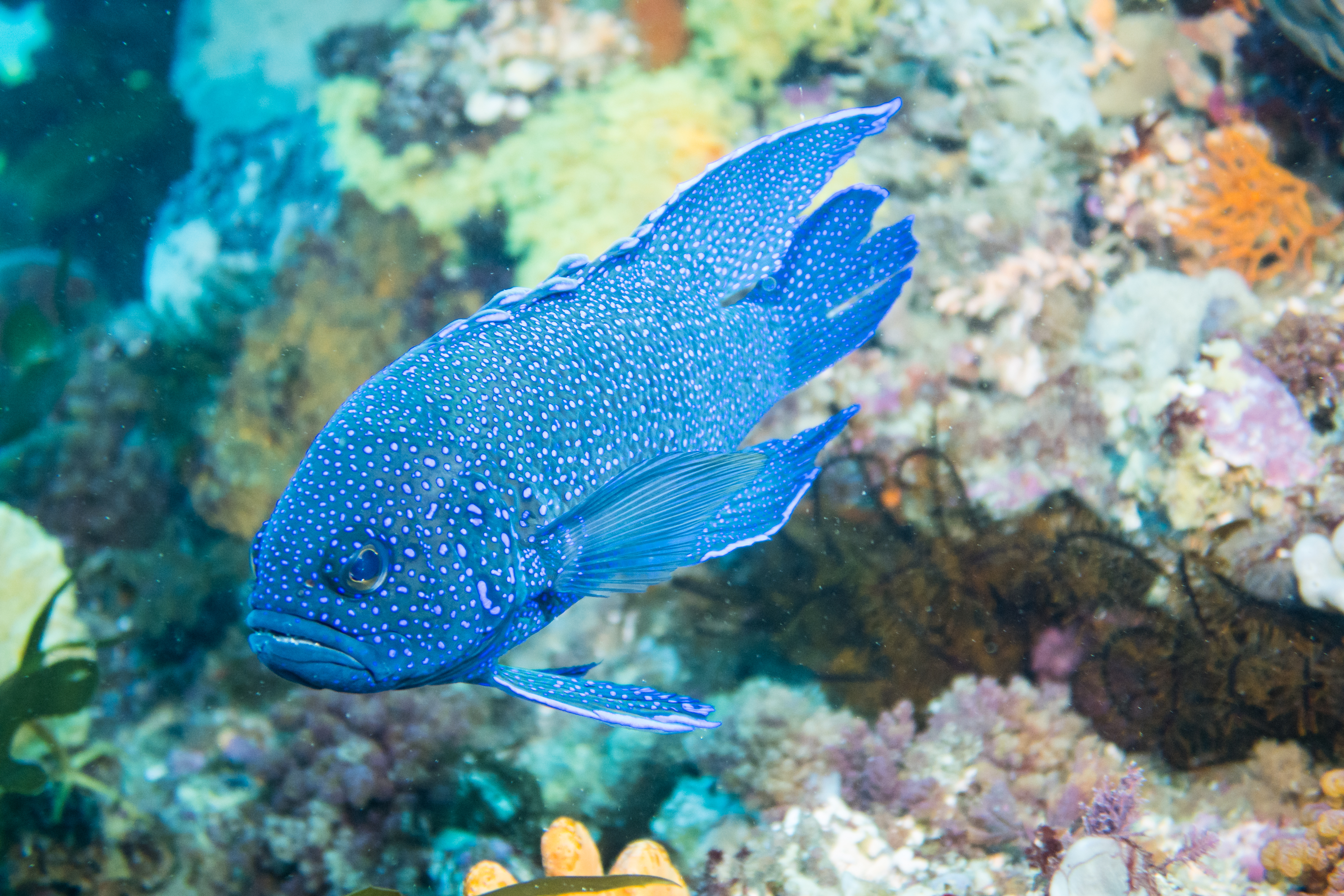 Southern Blue Devil