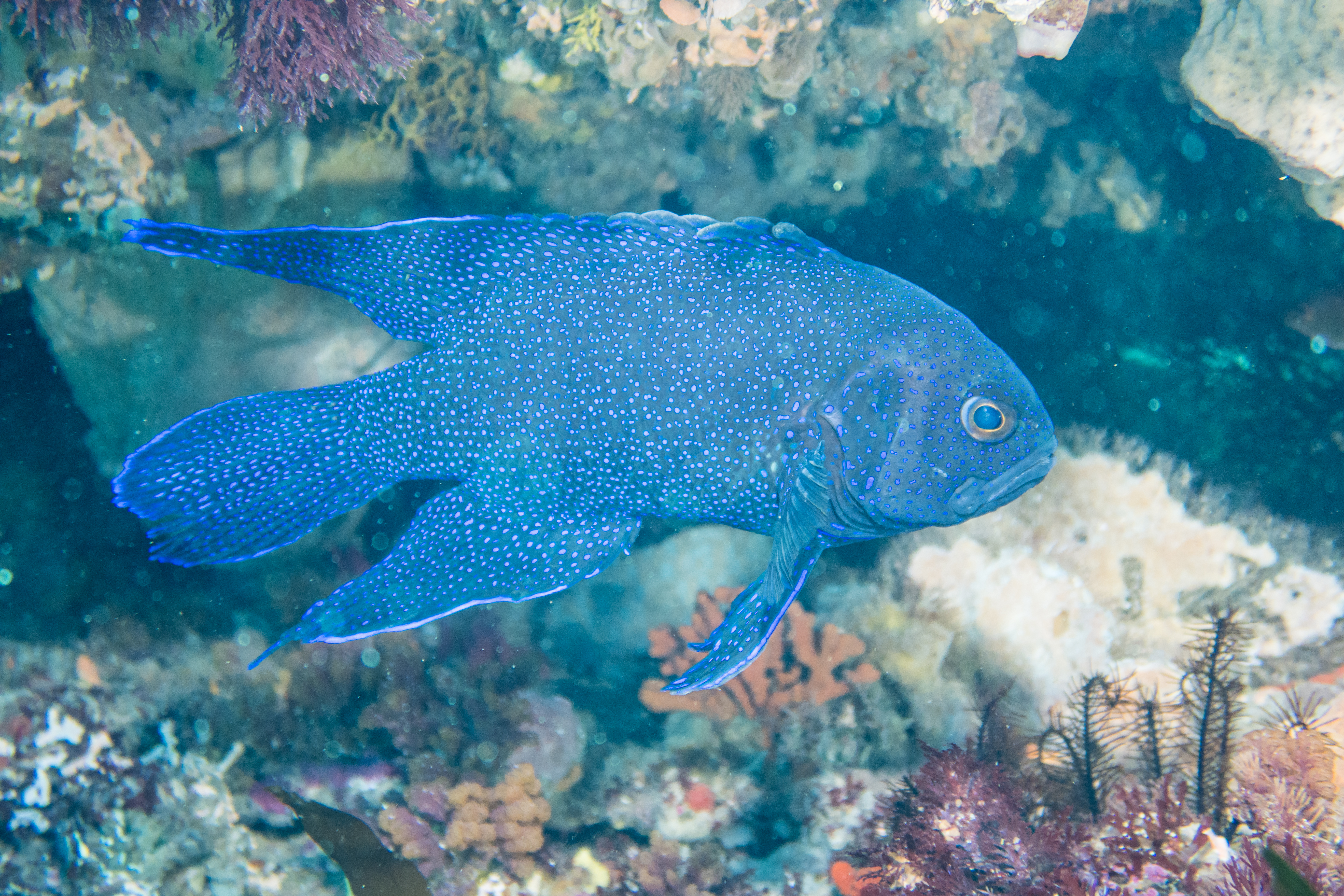 Southern Blue Devil