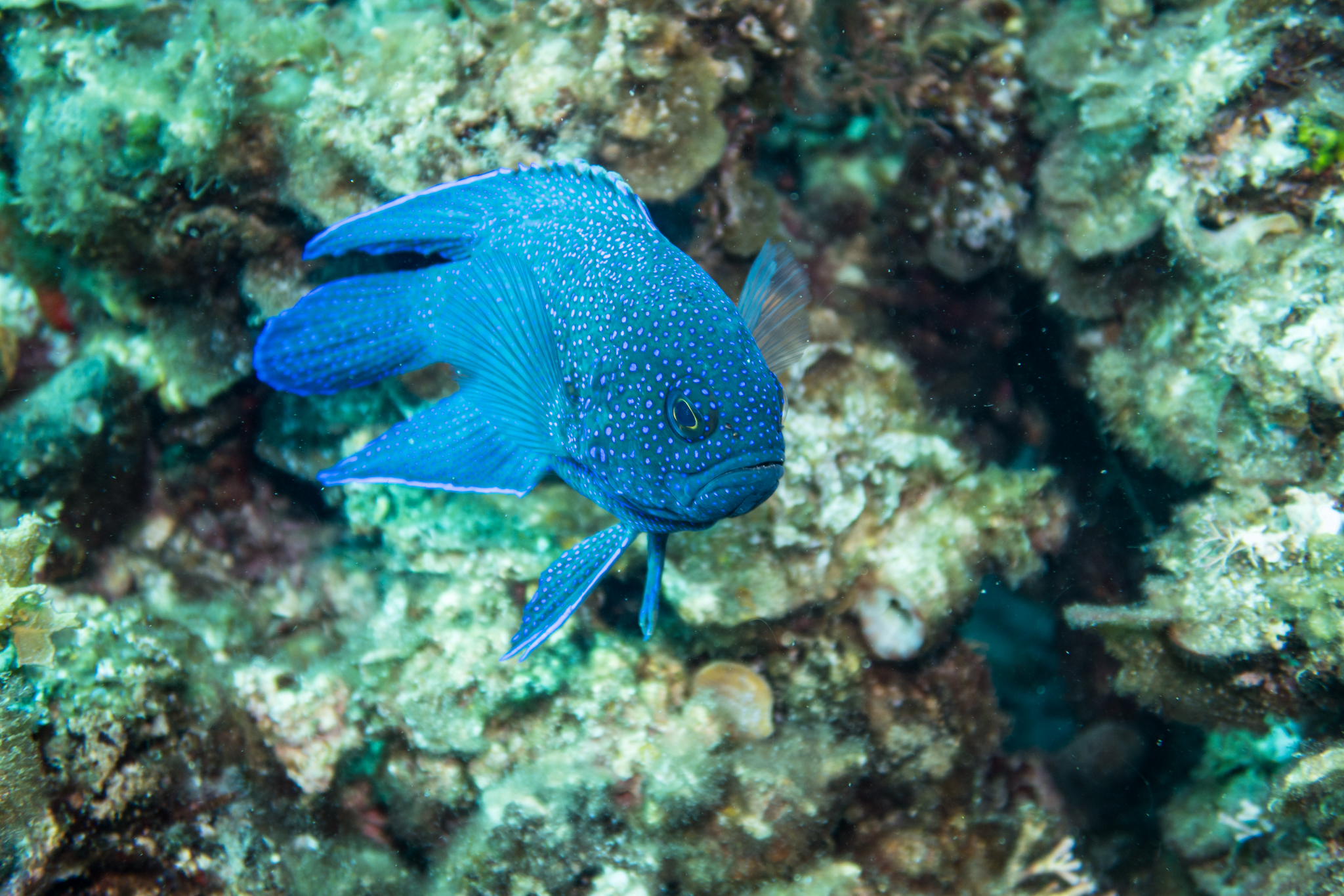 Southern Blue Devil