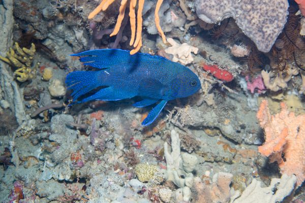Southern Blue Devil - Photo 1
