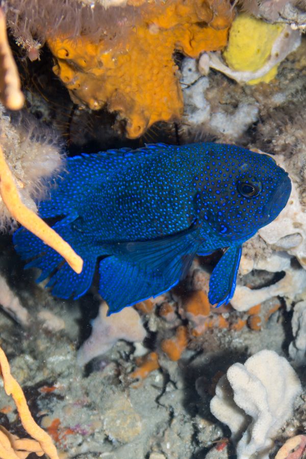 Southern Blue Devil - Photo 2