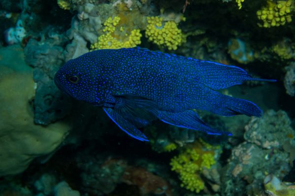 Southern Blue Devil - Photo 3