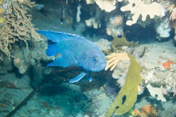 Southern Blue Devil - Photo 10