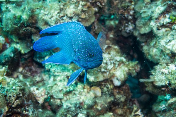 Southern Blue Devil - Photo 14