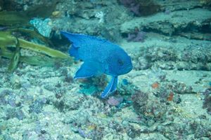 Southern Blue Devil