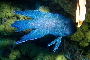 Southern Blue Devil