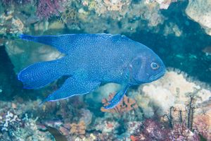 Southern Blue Devil