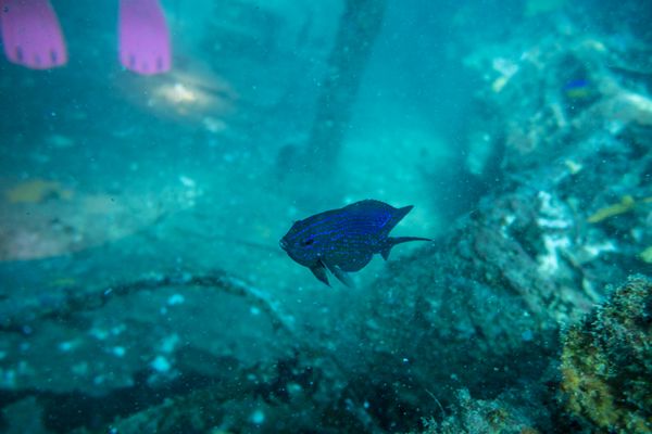 McCullochs Scalyfin - Photo 1