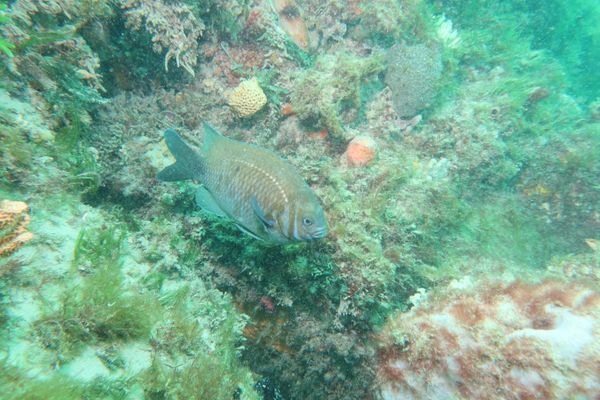 Scalyfin - Photo 1