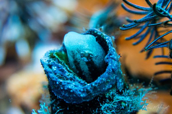 Shorthead Sabretooth Blenny - Photo 1
