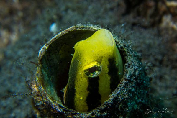 Shorthead Sabretooth Blenny - Photo 2