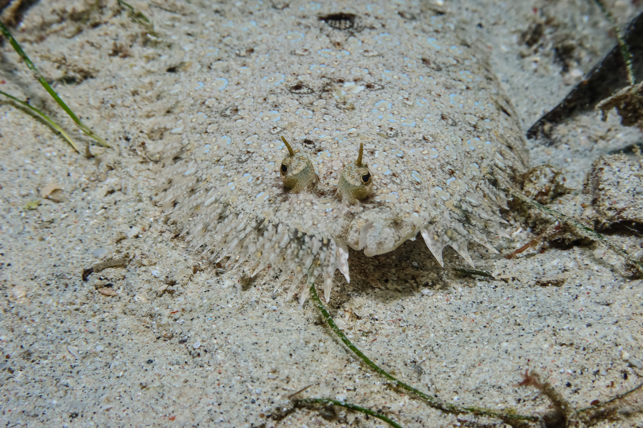 Panther Flounder