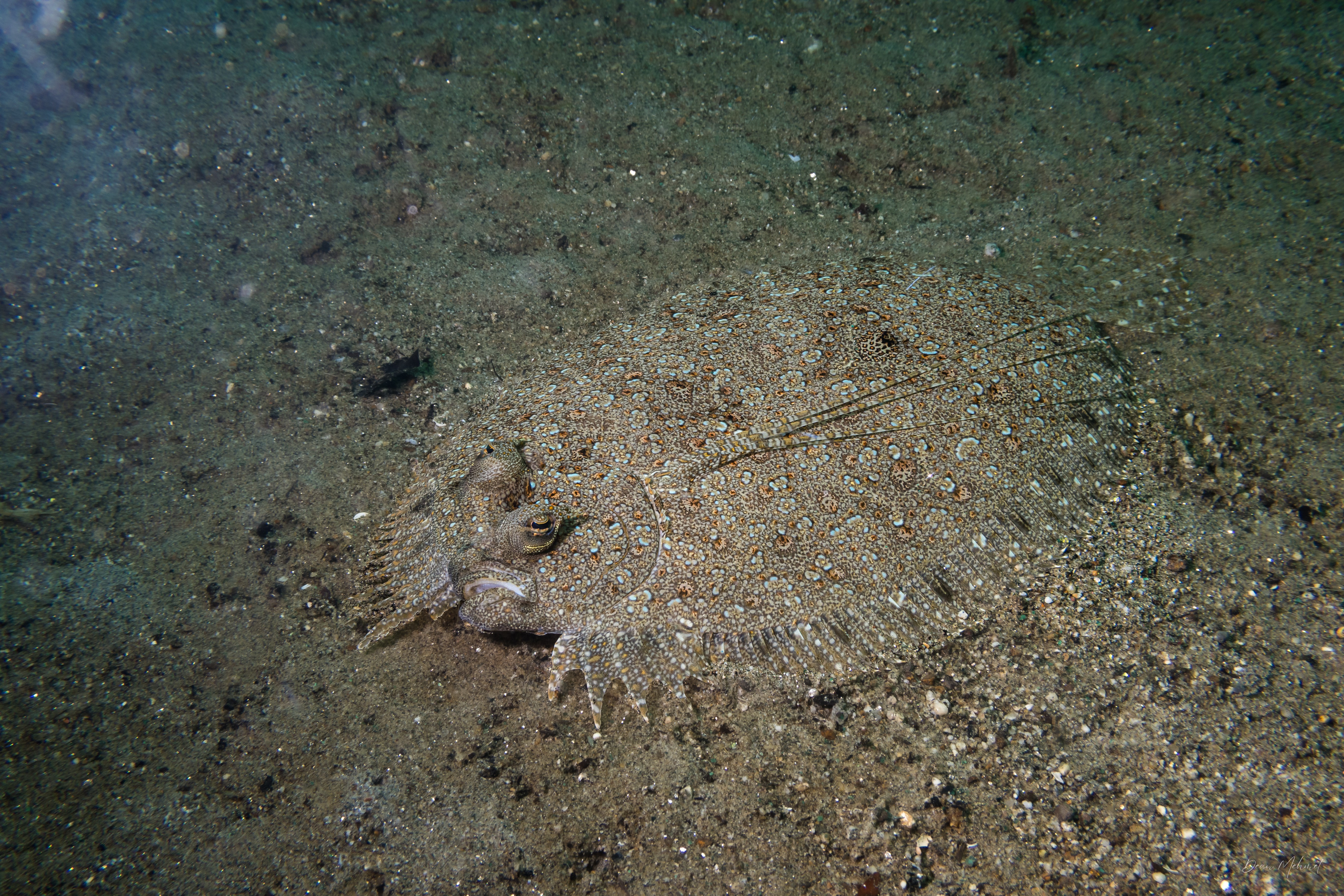 Panther Flounder