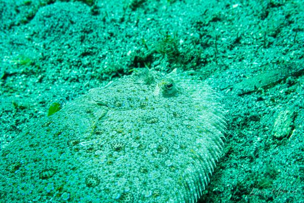Panther Flounder - Photo 1
