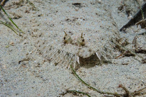 Panther Flounder - Puerto Galera - 10 June 2025 - Dive 3