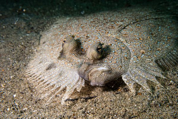 Panther Flounder