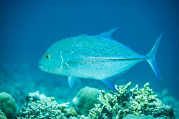 Bluefin Trevally - Photo 1