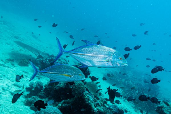 Bluefin Trevally - Photo 2