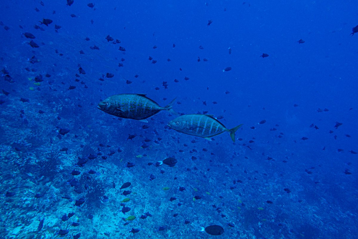 Orange-spotted Trevally hero image