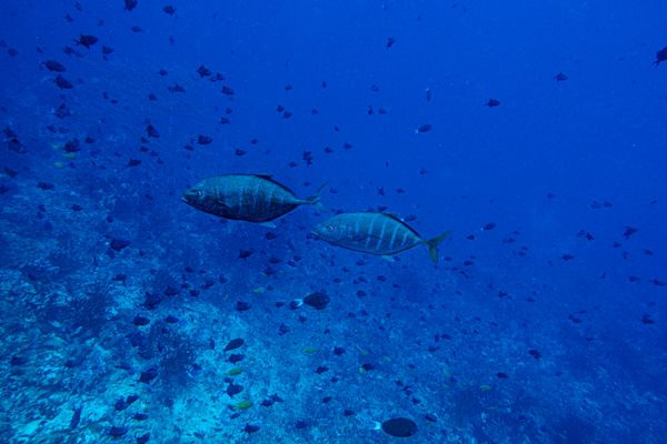 Orange-spotted Trevally - Photo 1