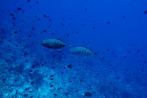 Jacks, Flounders, Barracudas, and Allies representative species