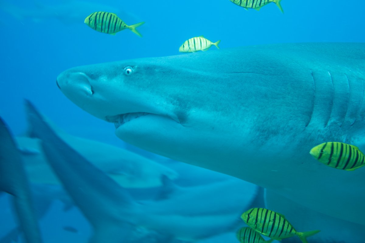 Golden Trevally hero image