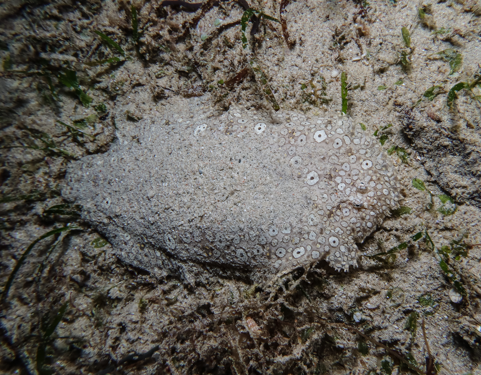 Peacock sole