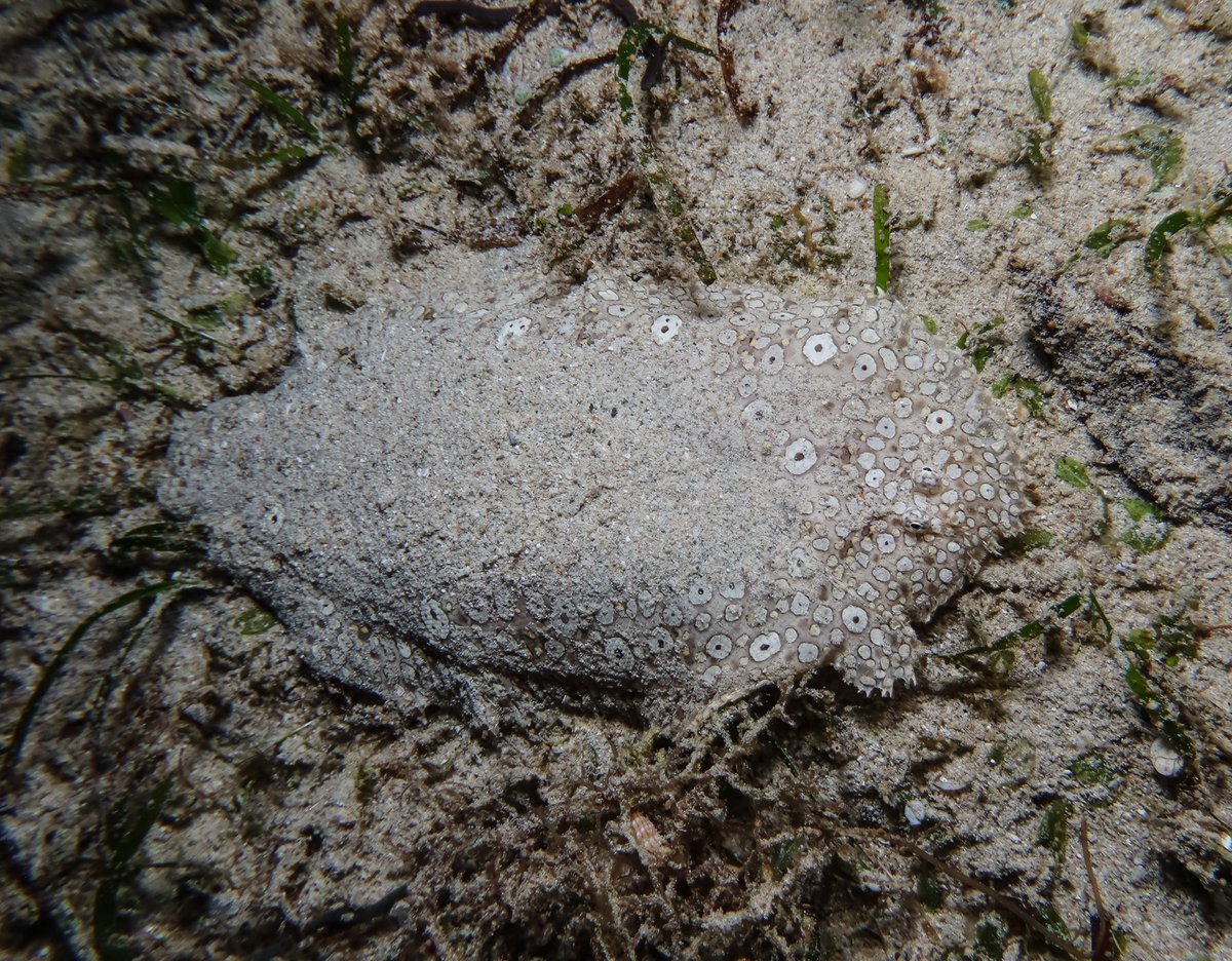 Peacock Sole hero image