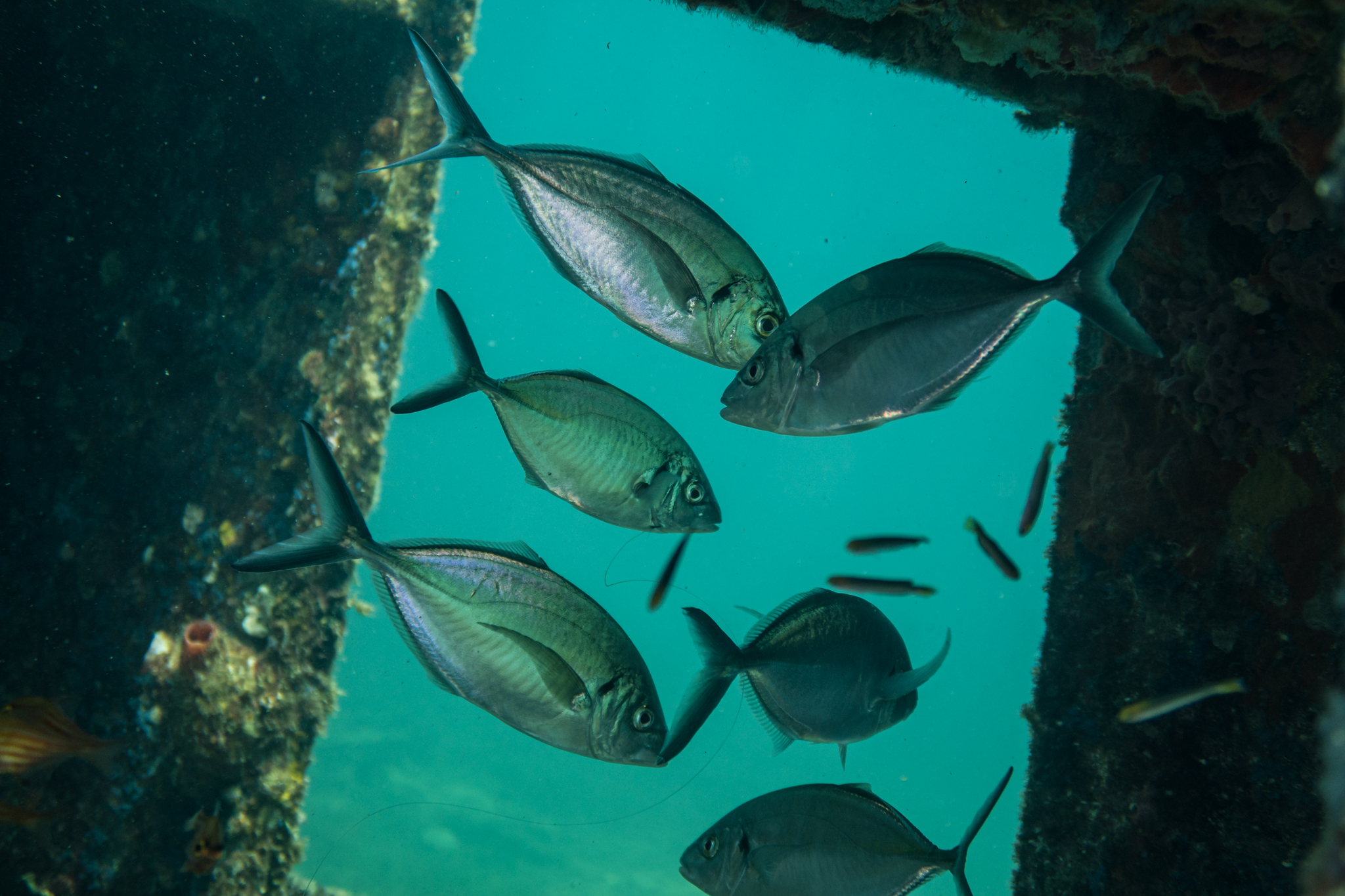 Silver Trevally