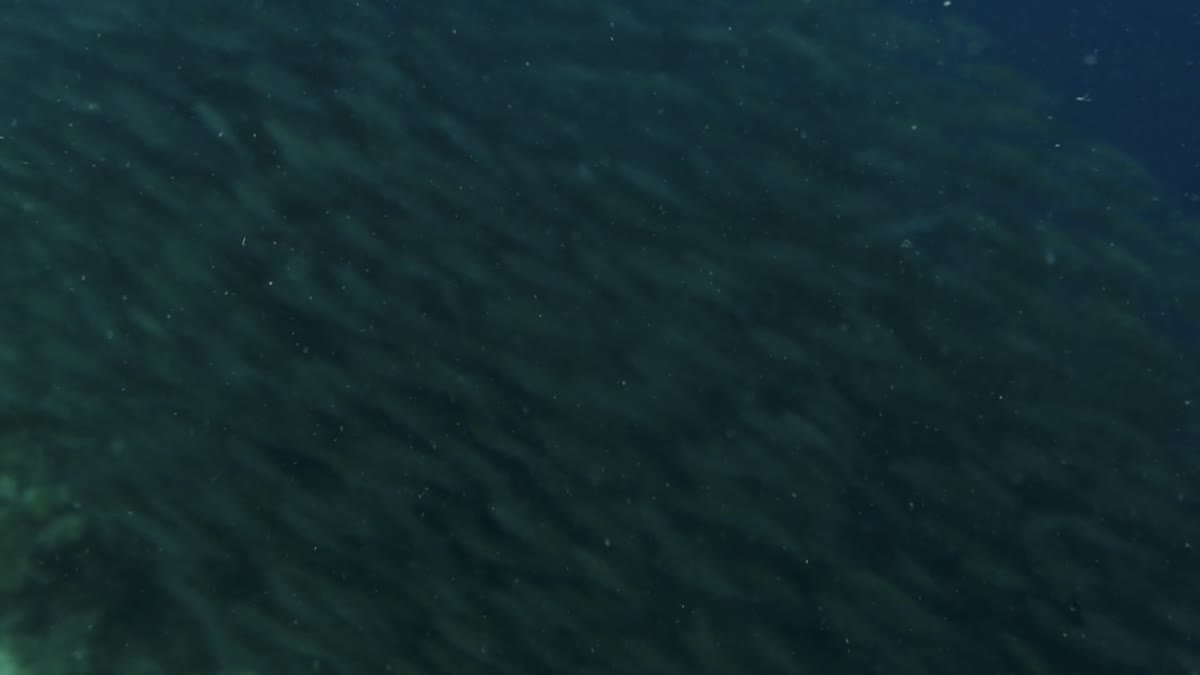 Bigeye Scad