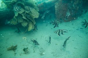 Blairgowrie dive
