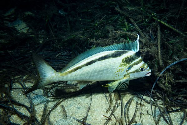 Western Crested Morwong - Photo 1