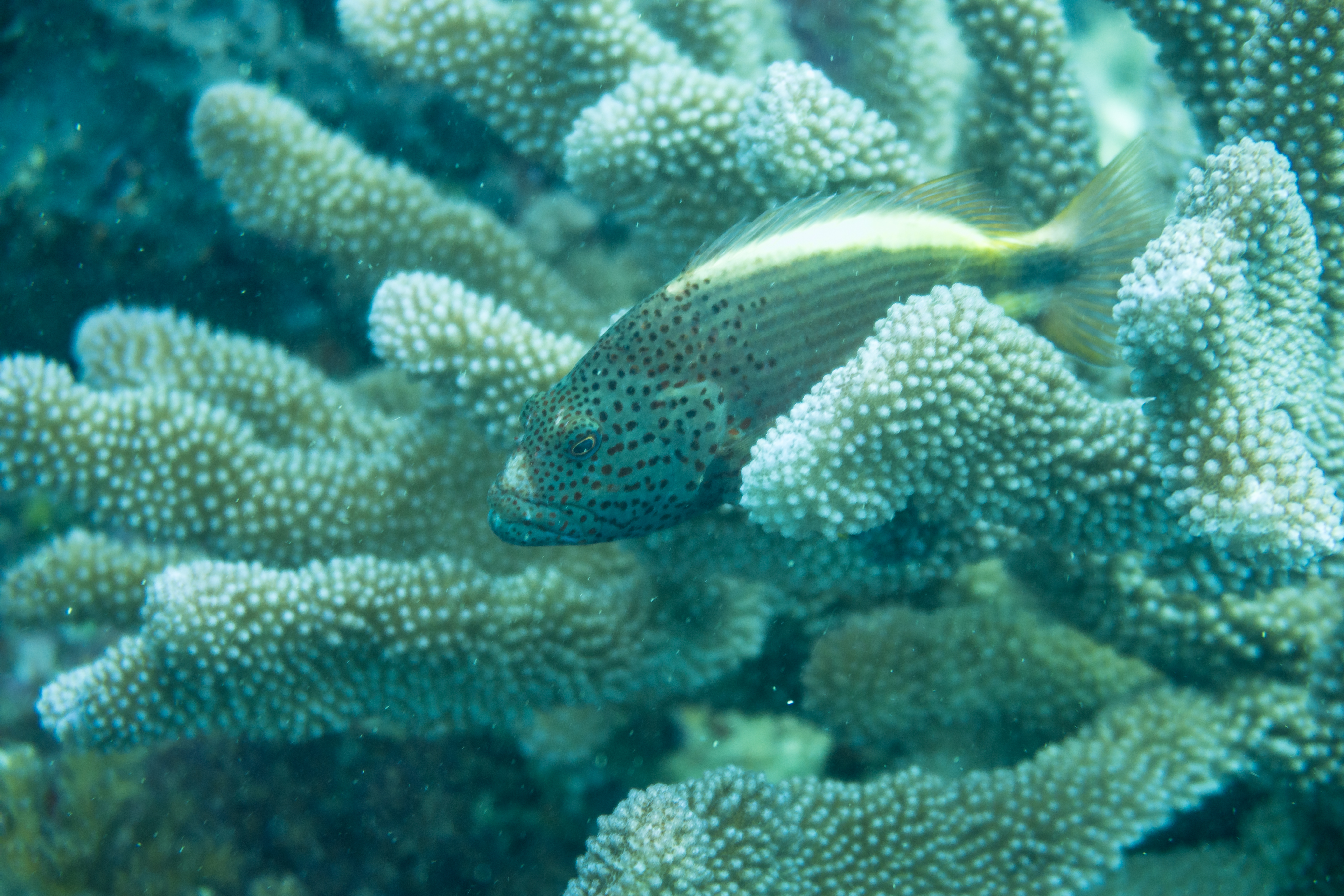 Freckled Hawkfish