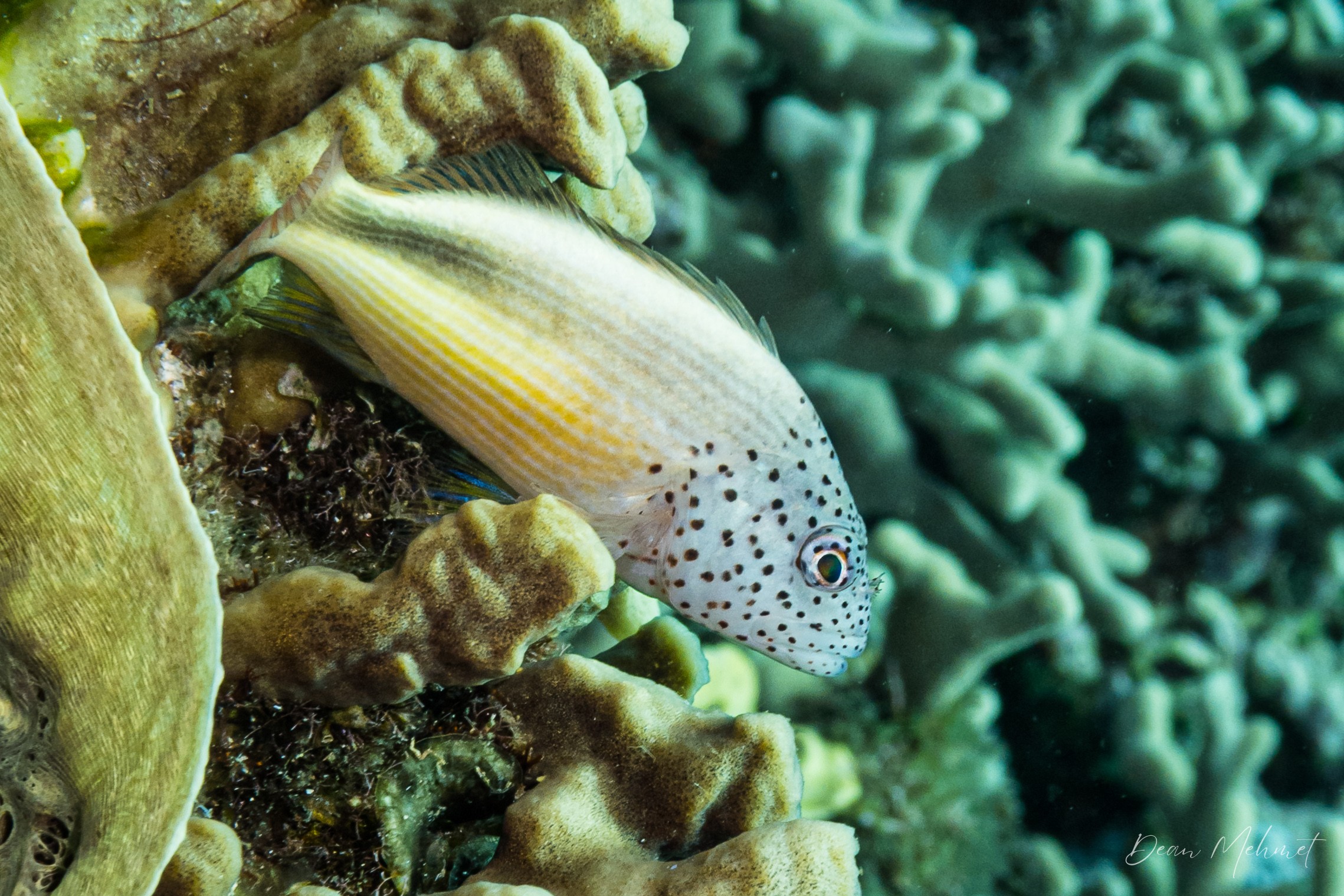Freckled Hawkfish