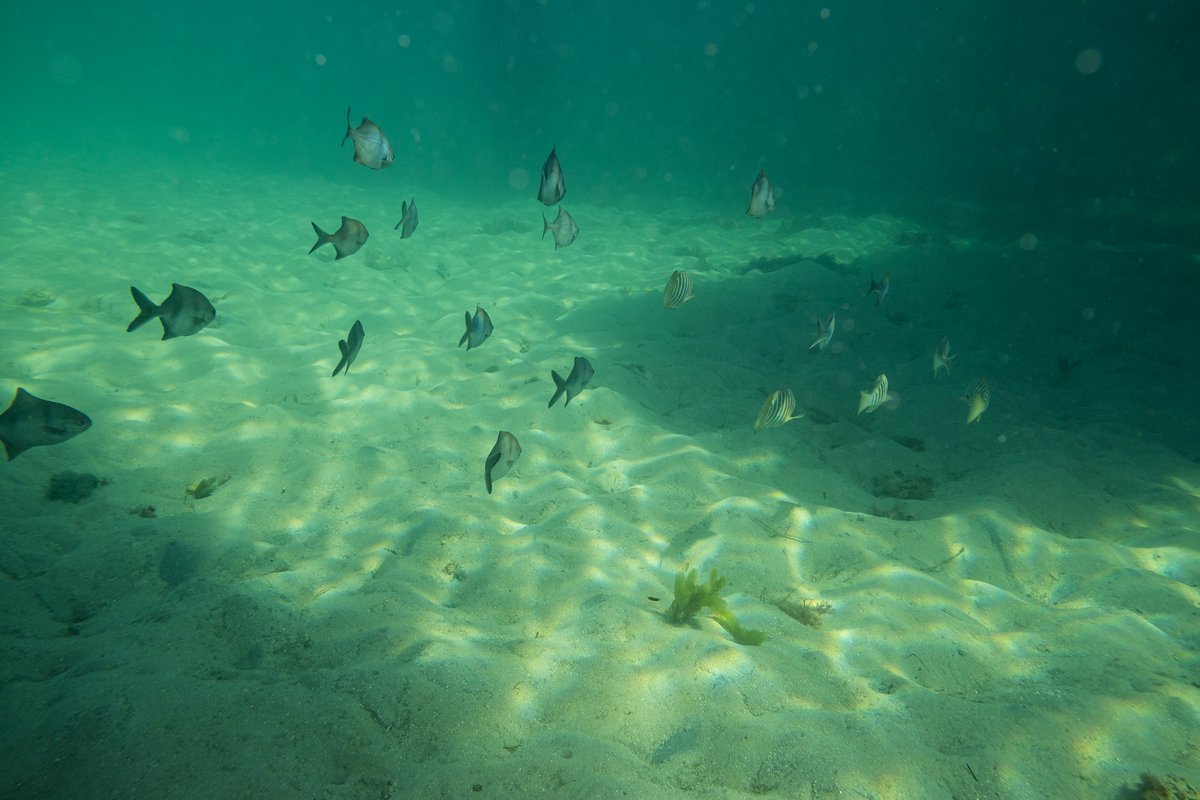 Sea Sweep