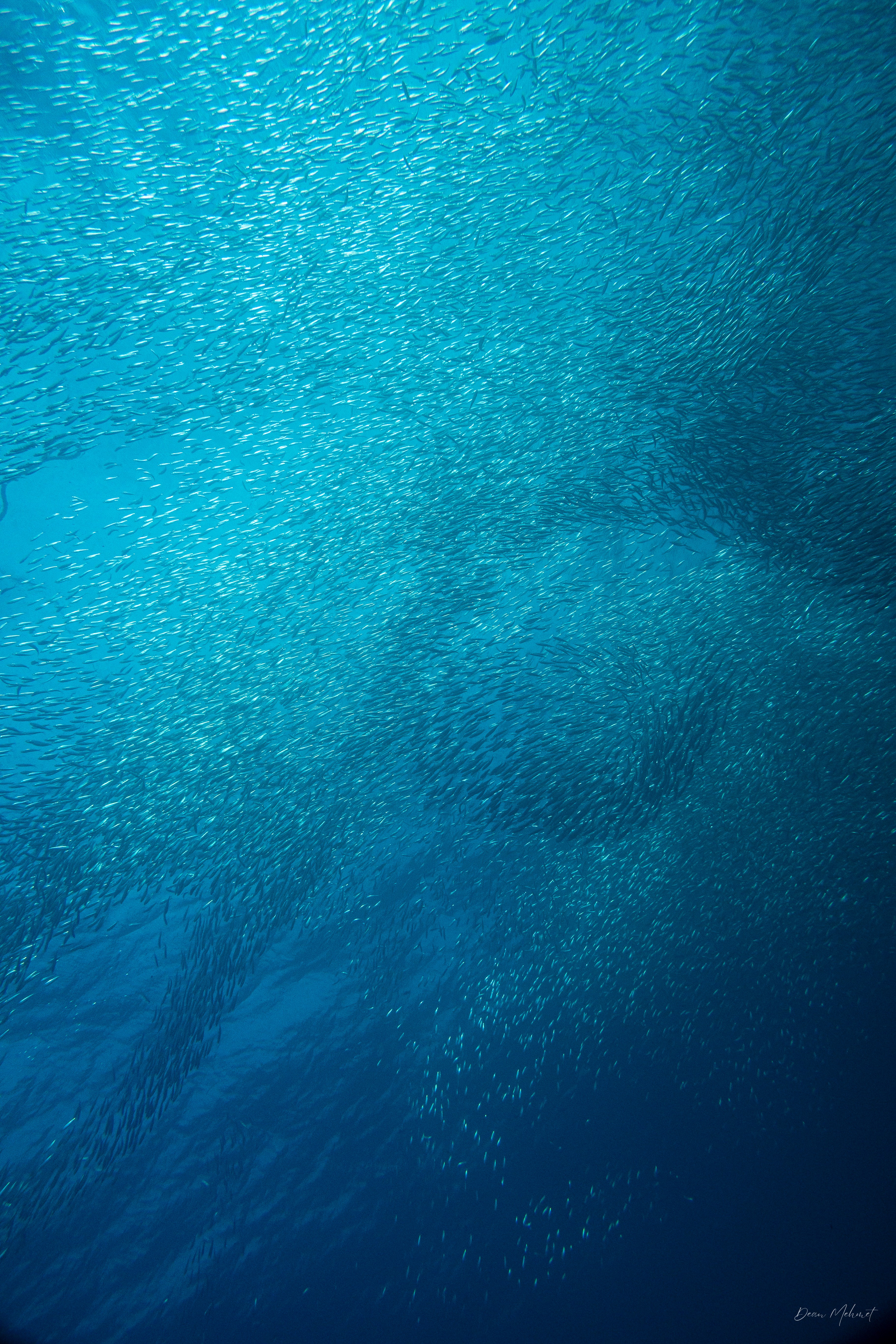 Scaly Mackerel