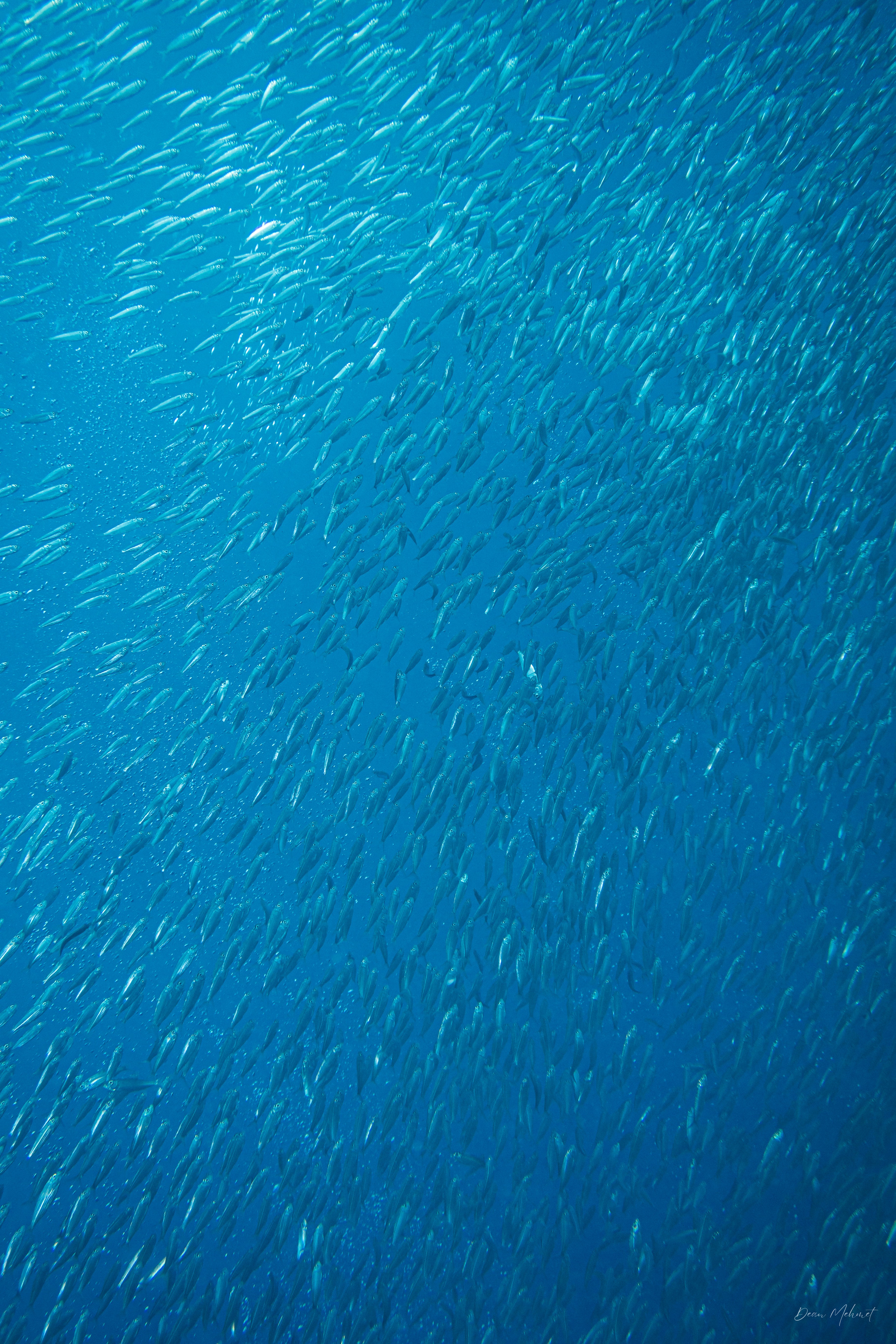 Scaly Mackerel