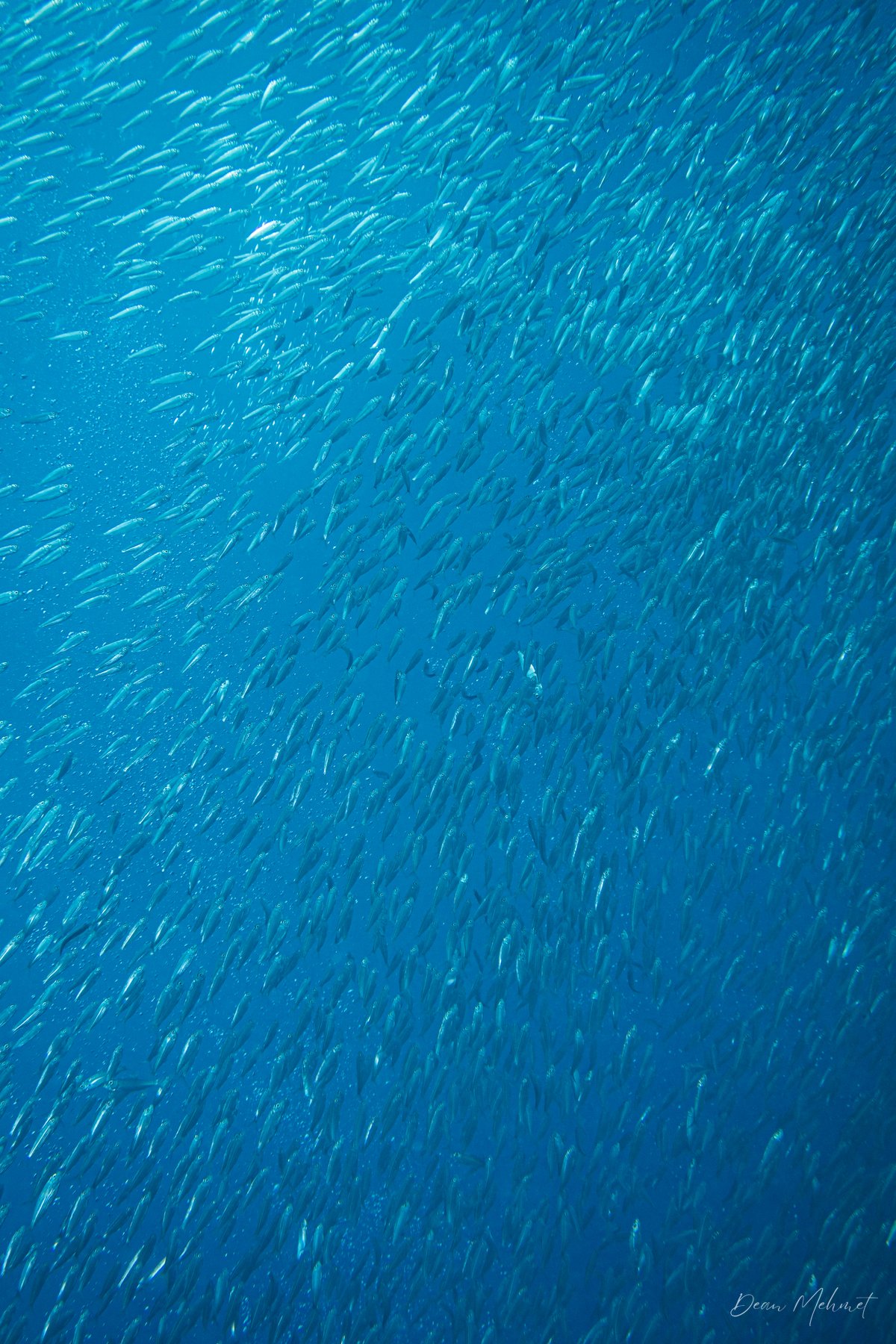 Australian Sardine