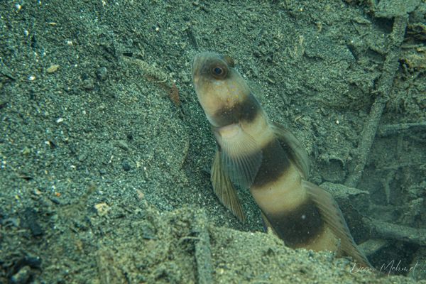 Giant shrimpgoby - Photo 1