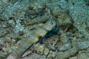 Gobies, Cardinalfishes and Allies representative species