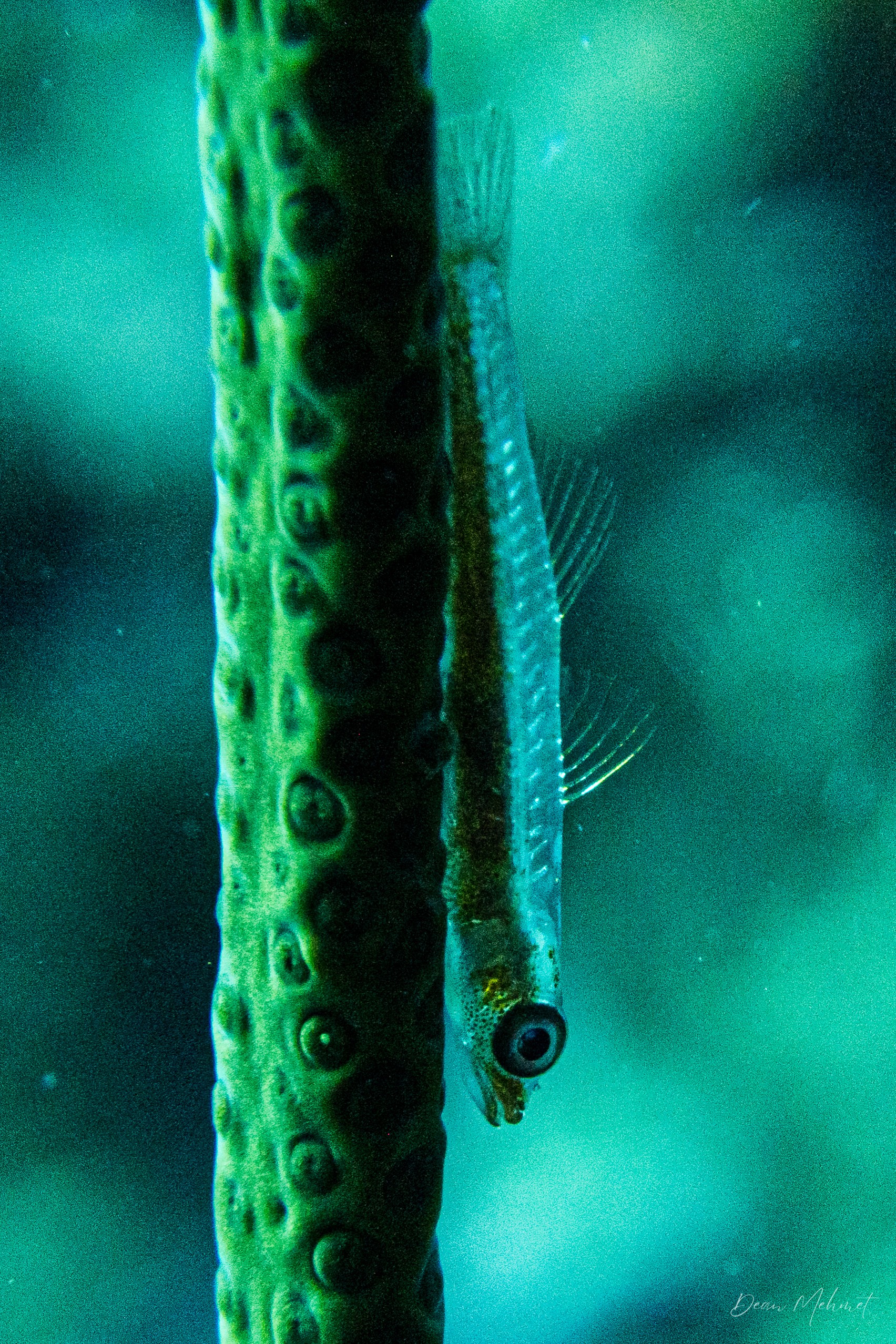 Seawhip Goby