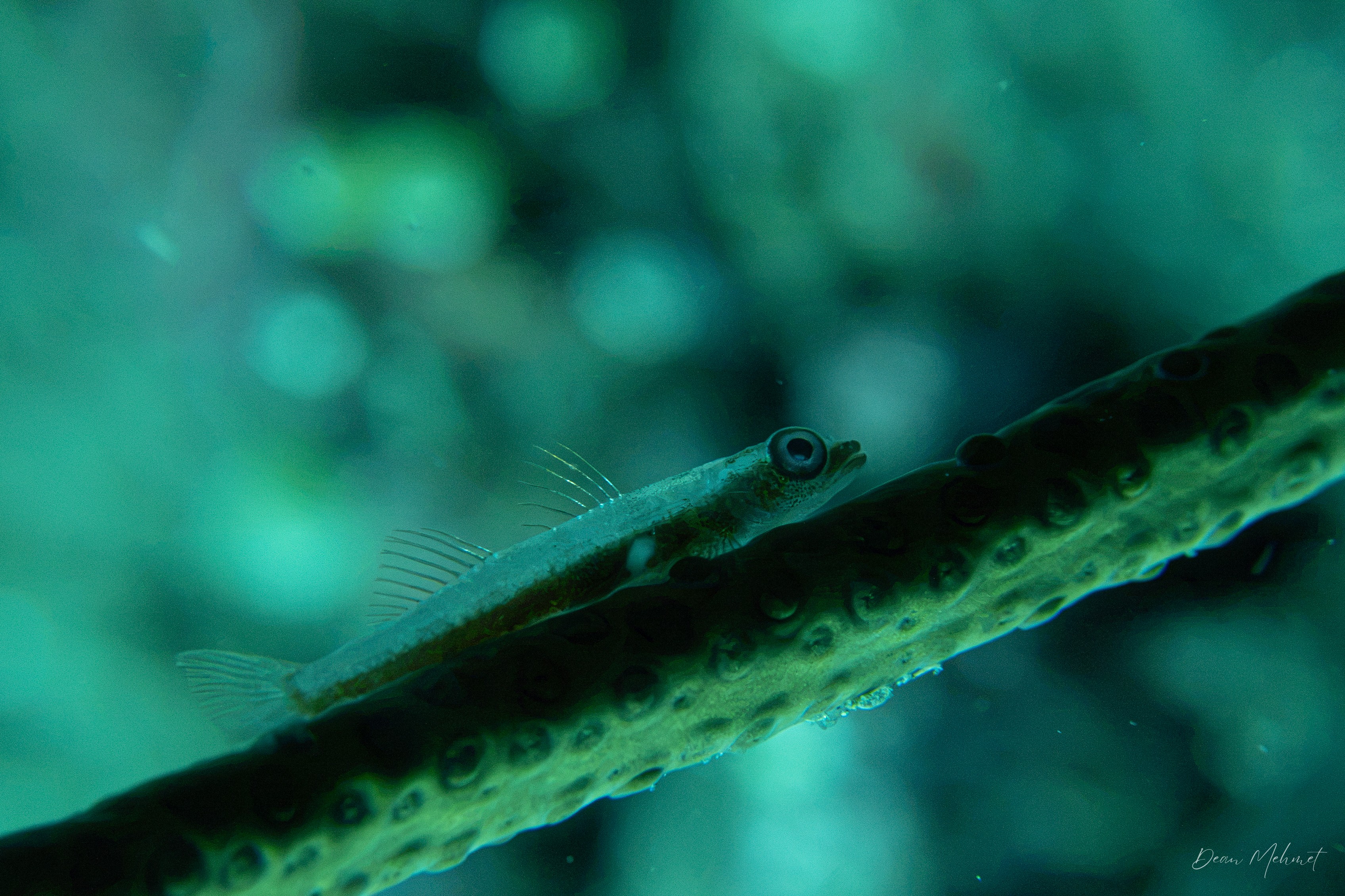 Seawhip Goby